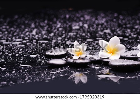 spa still life of two frangipani, close up with black zen stones

