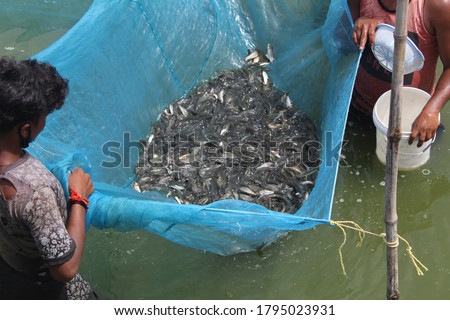 Fish seed ready for sale carp fish fingerling seed for pisciculture farmer buying carp fish babies for fish farming hd
