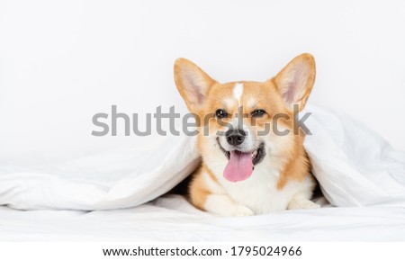 Happy Pembroke welsh corgi dog lies under white blanket at home. Empty space for text