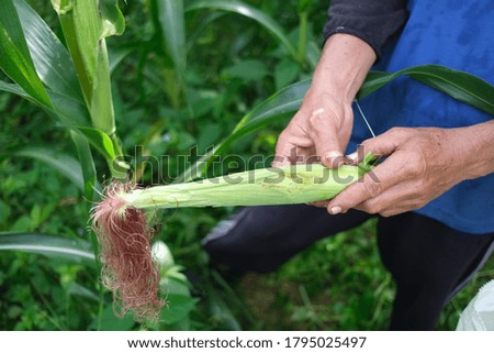Farmer inspecting corn at his field