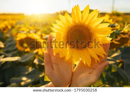Sunny beautiful picture of sunflower in female's hands. Plant growing up among another sunflowers. Daylight in morning or evening. Big yellow sunflower's field. Harvest time