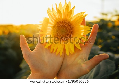 Picture of female's hands holding yellow sunflower blossom with two hands. Sun shines bright in sky. Standing alone among amazing sunflower field. Harvest time