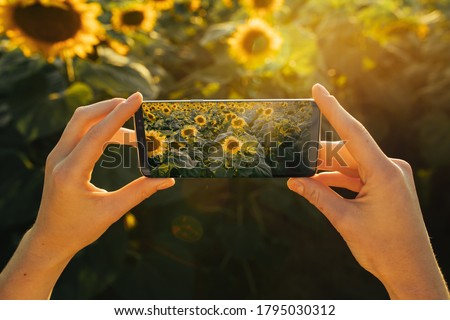 Picture of female hands holding smartphone and taking pictures of sunny sky or yellow sunflower field. Modern technologies and devices. Early moerning harvest time or evening