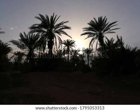 Landscape of an oasis in the southeast in Morocco This view is located precisely in the Moroccan city of Zagora.