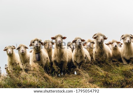 Herd of sheeps in mountains over moody background looking at camera Royalty-Free Stock Photo #1795054792