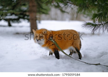 Young fox at the forest