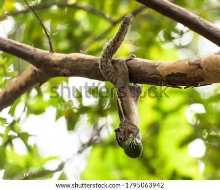 indian squirrel image eating fruit