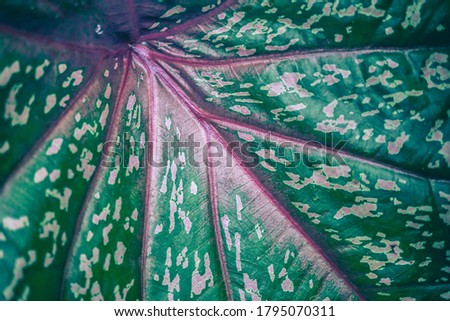 green ,red and pink colorful  leaf  abtract nature   background