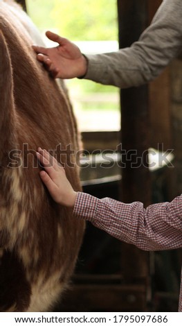 Adult and child stroking a cow's belly
