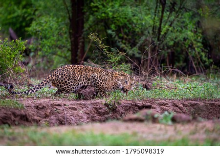 wild male leopard or panther in monsoon green - panthera pardus fusca