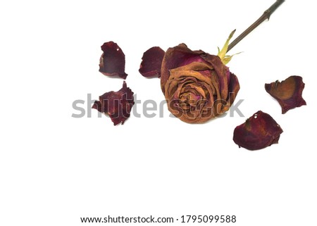 withered rose isolated on a white background 