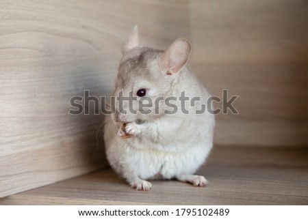 

chinchilla holding food in its paws