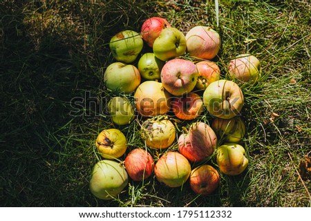 Many multi-colored ripe, overripe and rotten apples lie on the green grass, meadow in the garden, like a good harvest.