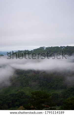 fresh green forest with magic fog cover at sunrise