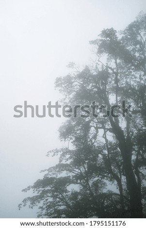 The big trees on the mountain with thick fog that cover after the rain