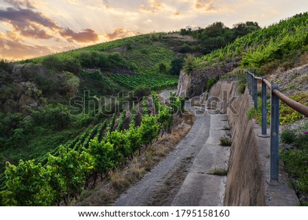 Sunset above the vineyards in Winningen, Germany.