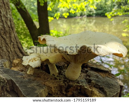 Clitocybe dealbata, also known as the ivory funnel Royalty-Free Stock Photo #1795159189