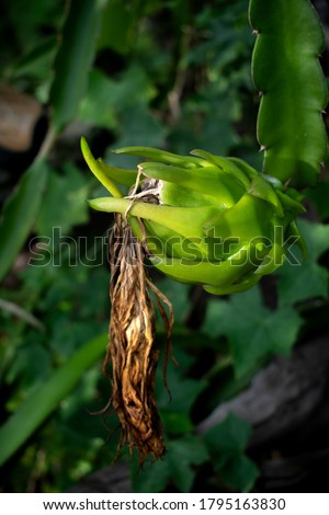 A young pitahaya or dragon fruit is growing from its flower.