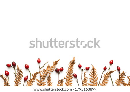 Autumn background: Red berries (rose hips) and dry fern leaves on white background. View from above. Flat lay. Copy space. Cut out.