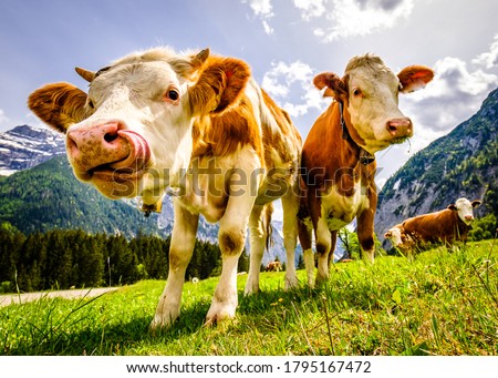 nice cows at the eng alm in austria Royalty-Free Stock Photo #1795167472