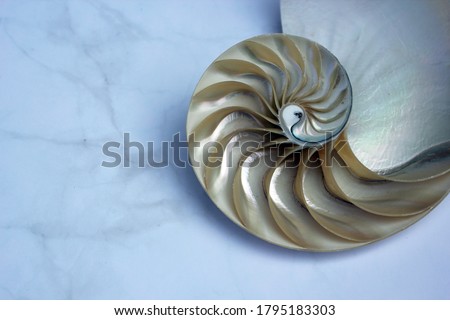 shell nautilus Fibonacci section spiral pearl symmetry half cross golden ratio shell structure growth close up back lit mother of pearl ( pompilius nautilus ) - stock photo photograph image, picture