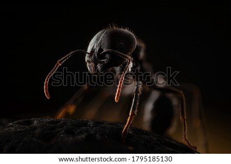 Ant closeup shoot in night mode