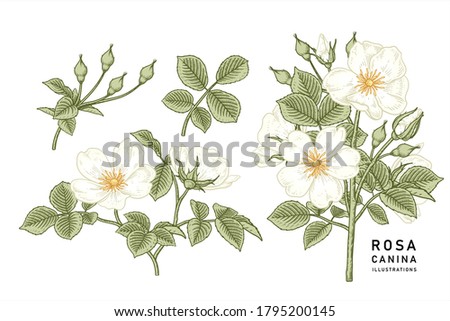 Sketch Floral decorative set. White Dog rose (Rosa canina) flower drawings. Vintage line art isolated on white backgrounds. Hand Drawn Botanical Illustrations. Elements vector. Royalty-Free Stock Photo #1795200145