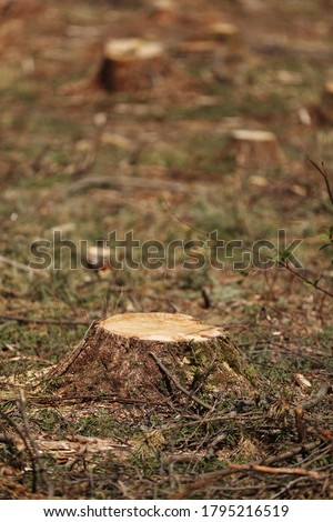 The picture after felling is a lot of stumps of coniferous trees remaining in the ground. stumps after illegal felling. selective focus