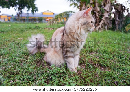 A picture from side, mainecoon cat breed. selective focusing at the cat and grass.