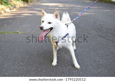 A white dog (Shiba inu) which complains of the heat Royalty-Free Stock Photo #1795220512