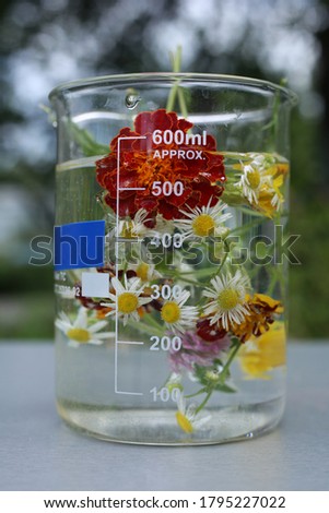 Aqueous extraction of summer wild chamomile and aster flowers in a large 600 ml beaker.