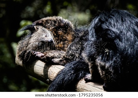 Binturong or bear cat - Adorable mammal with long black hair