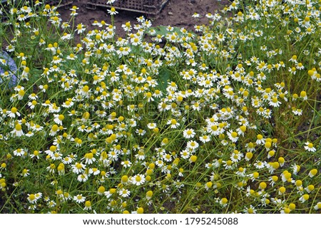 Flowers of a medical wild camomile daisies grow in    garden