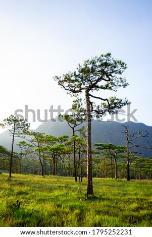 Landscape picture of green rain forest with moutain background under morning raylight: Phu Soi Dao National Park, Uttaradit, Thailand