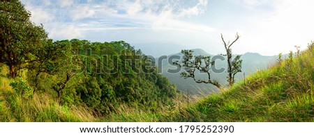 Panoramic landscape picture of fresh green rain forest with moutain background: Phu Soi Dao National Park, Uttaradit, Thailand