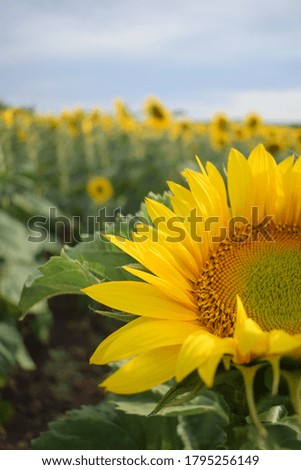 bright yellow sunflower on a Sunny day
