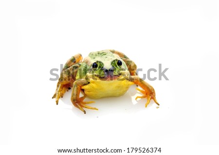 Frog isolated on a white background, and close-up pictures 