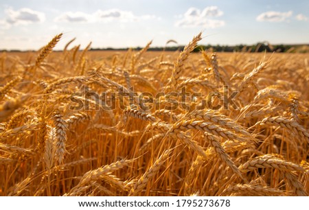
Wheat ears close up. Ears of ripe wheat full of grains, a huge yellow field in autumn.