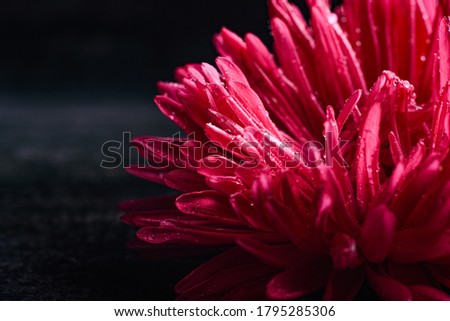 single pink aster isolated on black background