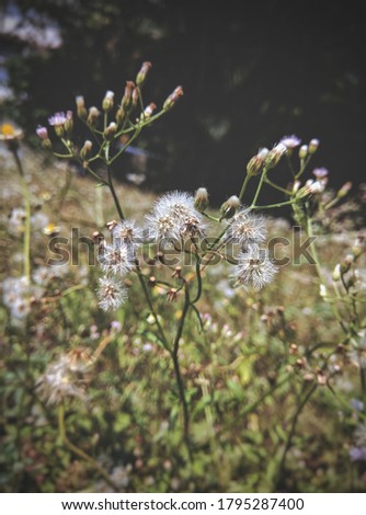 A picture focused on small white flowers with blurred background. 