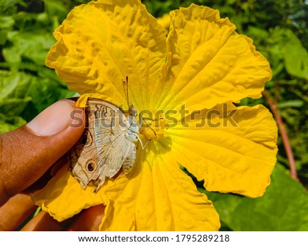 Close up of Beautiful Peacock Pansy Butterfly In Human Hand.Beutterfly In hand with Natural Background.Selective focus on the Subject.