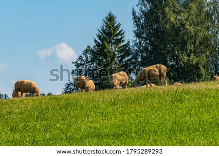 several sheep graze on a small hilltop against a background of blue sky with large clouds and some trees