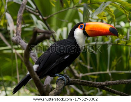 This image shows a wild Toco Toucan perched on a lush forest tree top canopy branch.