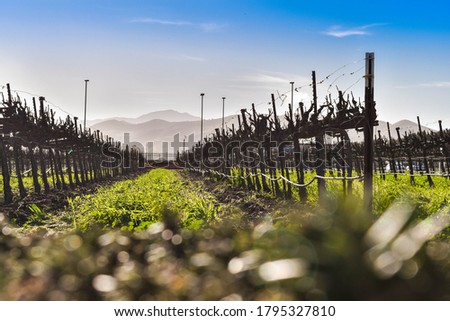 monterey county vineyard in the winter