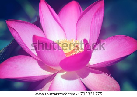 Beautiful photo with pink wonderful lotuses in the lagoon. Example of a photo of lotuses for a website or wedding design.