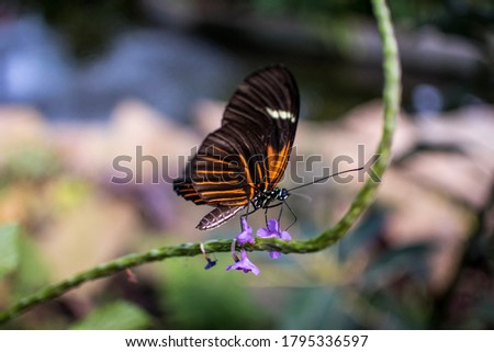 Orange, black and white butterfly feeding on flowers