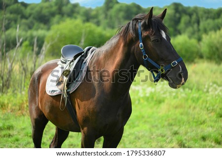 One bay horse with the blue halter and the old saddle is standing in outdoors.