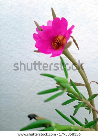 tropical natural fresh pink flower with green shallow focused and white soft focused blurry background