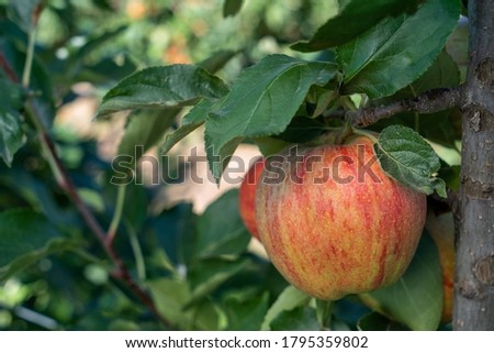 
Gala apple on a tree photo