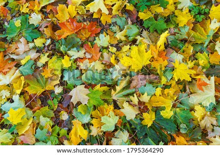 Full frame picture of colorful multicolored maple foliage lying on the ground. Bright botanical texture, wallpaper or background for autumn